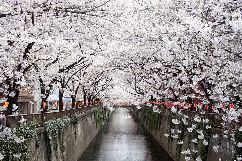 Nakameguro Canal Sakura Japan Japanese Canal Tokyo Spring