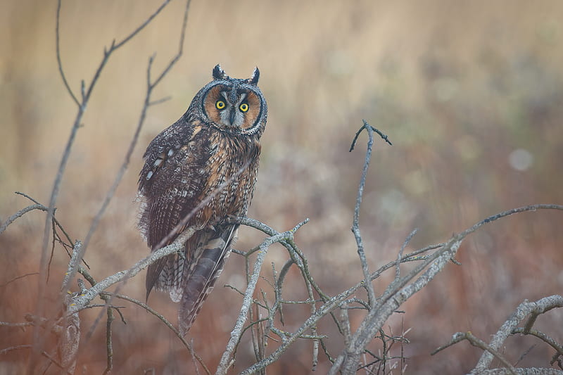 Birds Owl Hd Wallpaper Peakpx