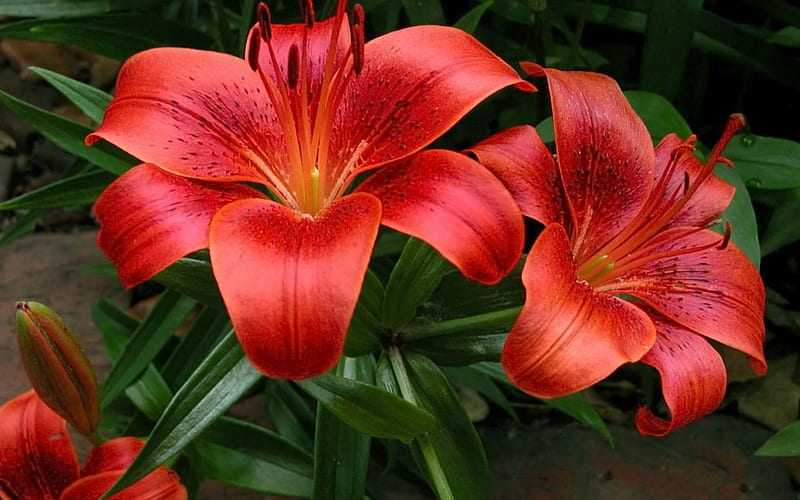 Amazing Fire Lilies Lily Flower Fire Red Hd Wallpaper Peakpx