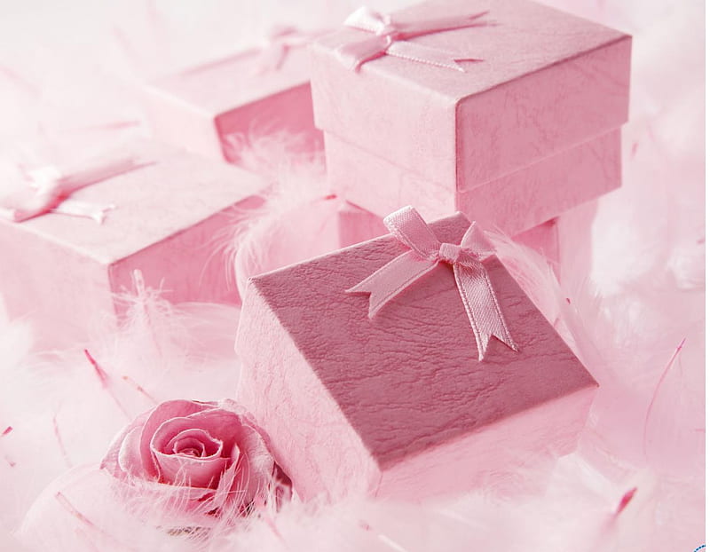 Pink Tenderness Tenderness Rose Feather Ribbon Flower Box HD