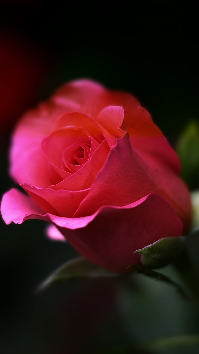 Rose Icio Pink HD Phone Wallpaper Peakpx