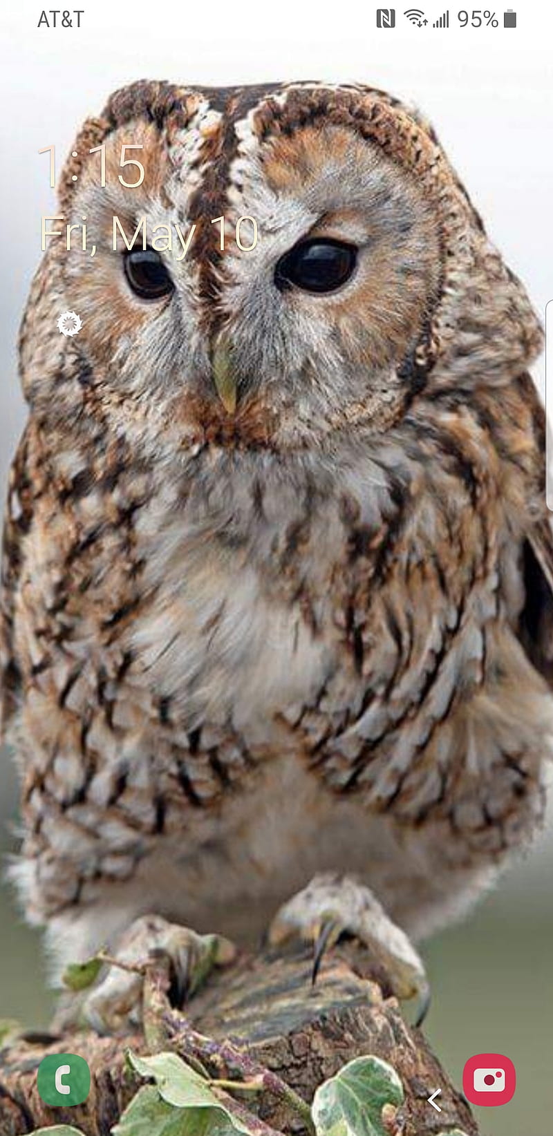 Wise Owl Birds Hd Phone Wallpaper Peakpx