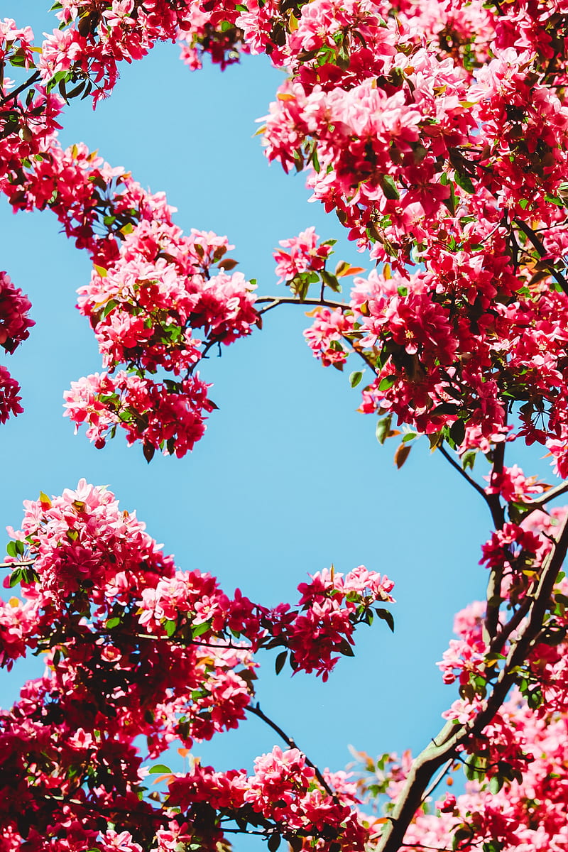 Flowers Bloom Branches Sky Hd Phone Wallpaper Peakpx