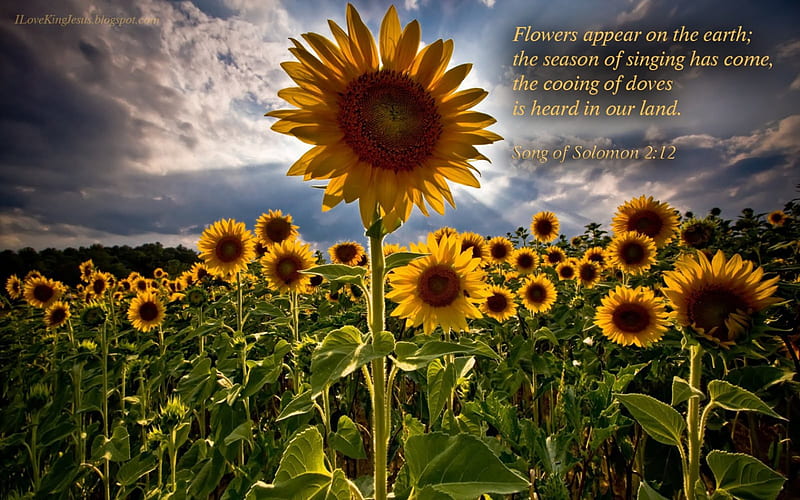 Amazing Sunflower Song Of Solomon Christian Sunflower Scripture HD