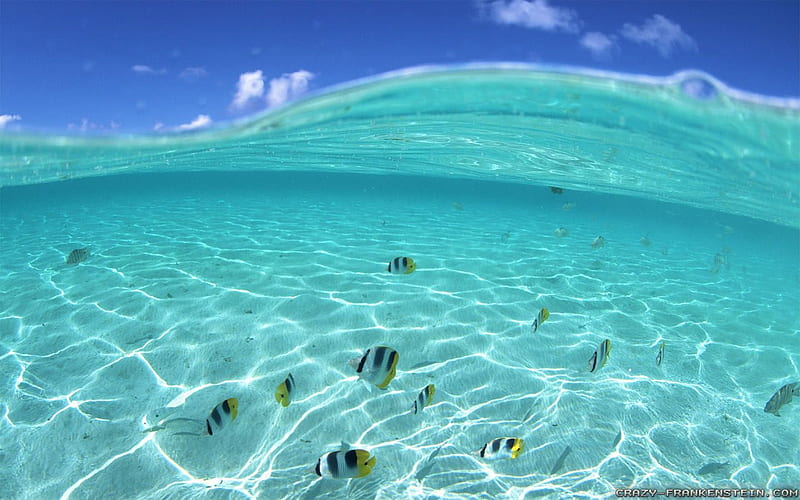 Underwater Ocean Beach Underwater Hd Wallpaper Peakpx