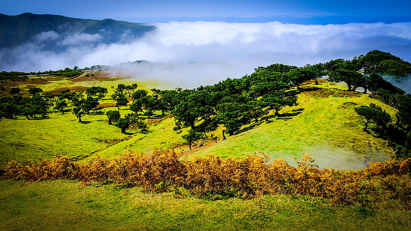 Hill Slope Trees Nature Hd Wallpaper Peakpx