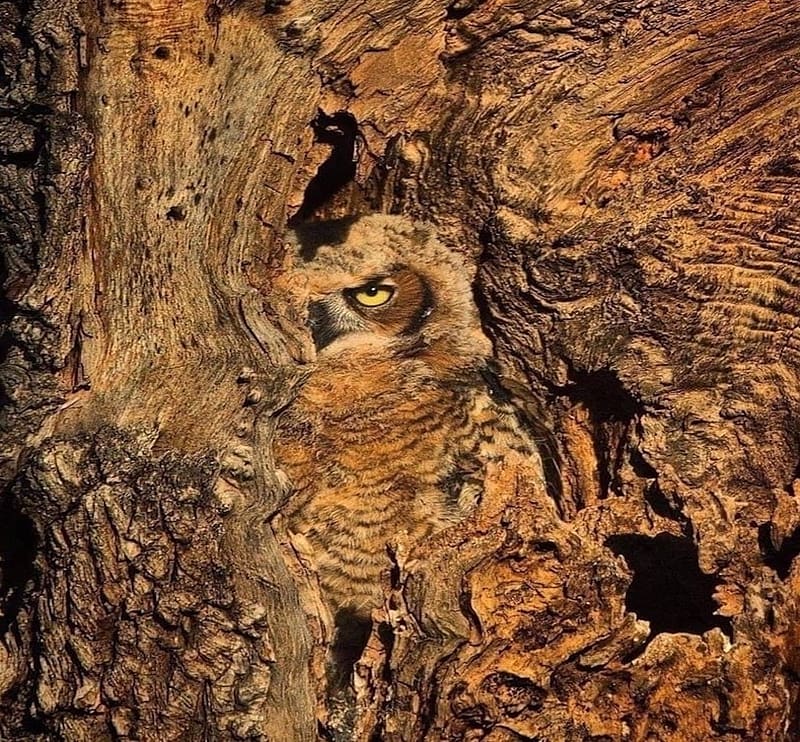 Eyeline Camouflage Hidden Owl Bird Hd Wallpaper Peakpx