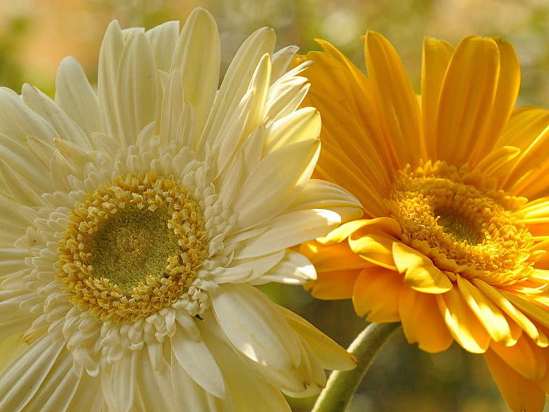 Beautiful Gerberas Gerberas Flowers Beautiful Hd Wallpaper Peakpx