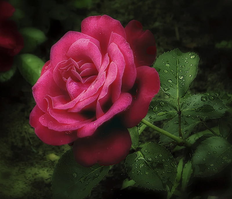 Rose Flower One Bonito HD Wallpaper Peakpx