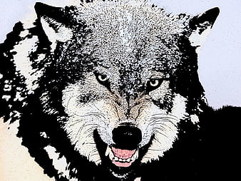 HD Angrywolf Wallpapers Peakpx