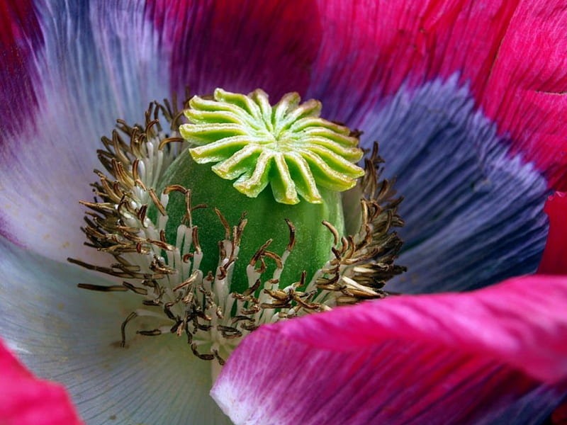 Poppy Poppies Macro Flower Flowers Hd Wallpaper Peakpx