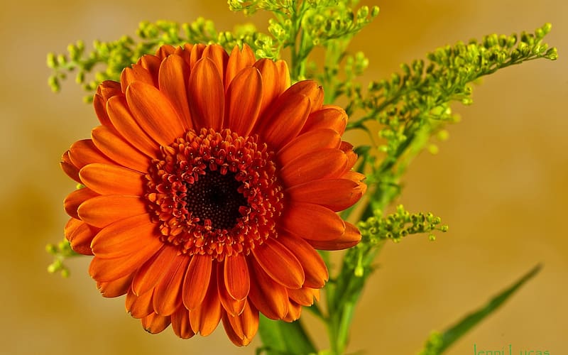 Flowers Flower Gerbera Orange Flower HD Wallpaper Peakpx