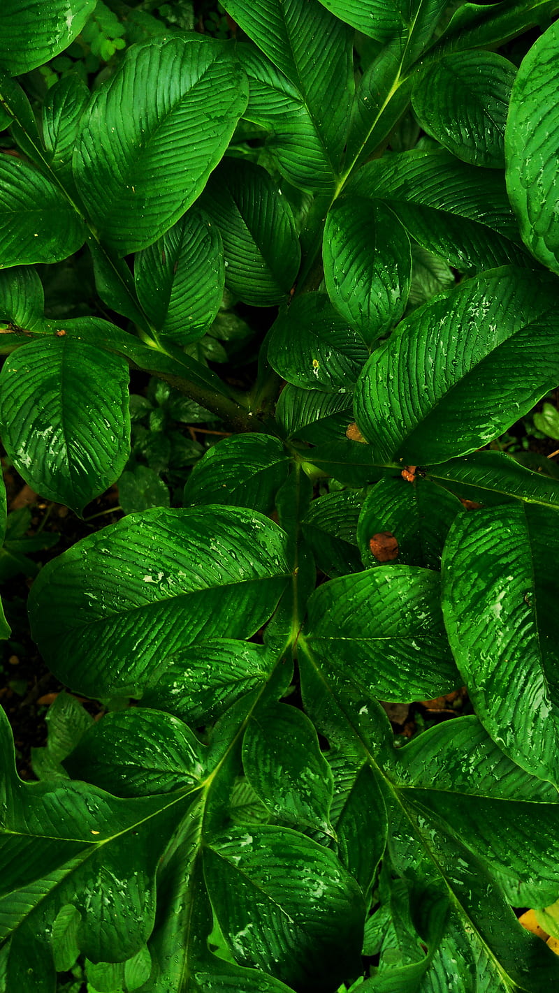 Green Leaf Plant HD Phone Wallpaper Peakpx