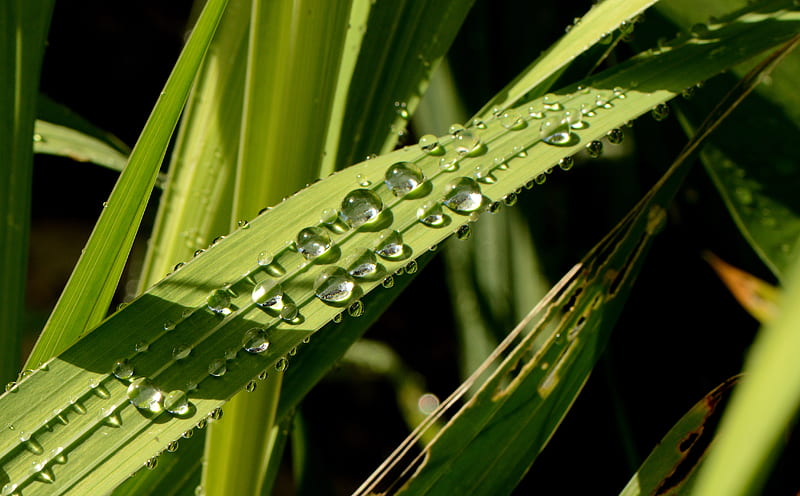 Leaves Plant Drops Wet Green Macro Hd Wallpaper Peakpx