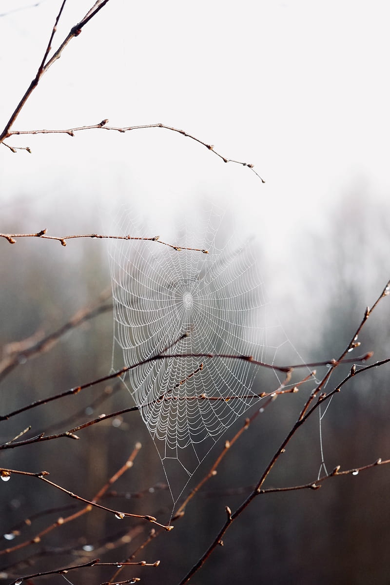 Cobweb Branches Drops Macro Hd Phone Wallpaper Peakpx