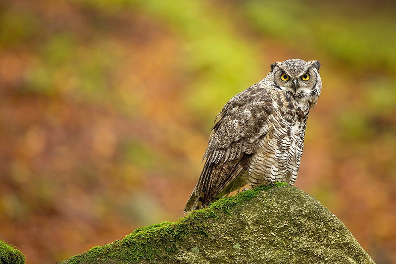 Birds Owl Hd Wallpaper Peakpx