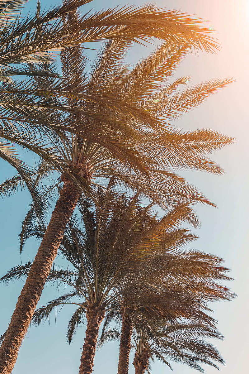 Coconut Trees HD Phone Wallpaper Peakpx