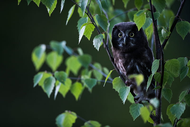 Birds Owl Hd Wallpaper Peakpx