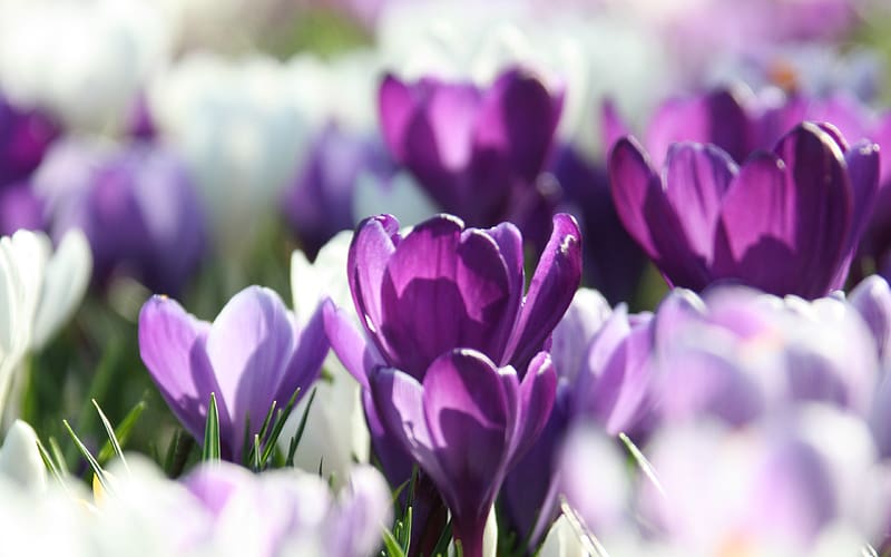 Flowers Flower Crocus Purple Flower Hd Wallpaper Peakpx