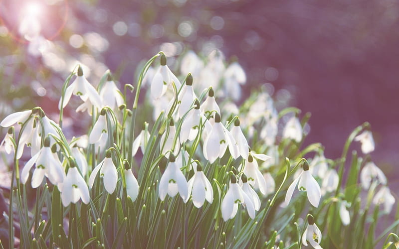 Snowdrops Macro Nature Spring Snowdrop Flowers Flower Hd