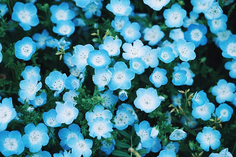 Cyan Flower Flowers HD Wallpaper Peakpx