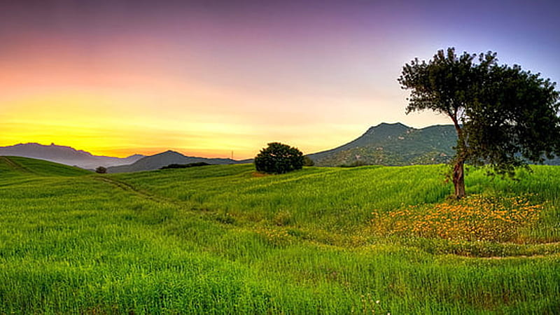 Green Tree Grass Field Mountain Background Light Yellow Purple Sky