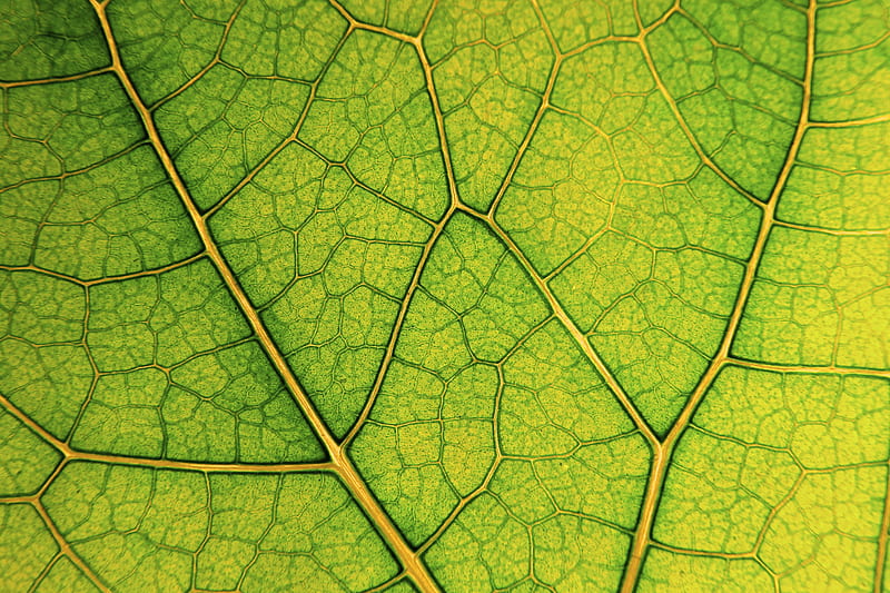 Leaf Lines Veins Macro Green Hd Wallpaper Peakpx