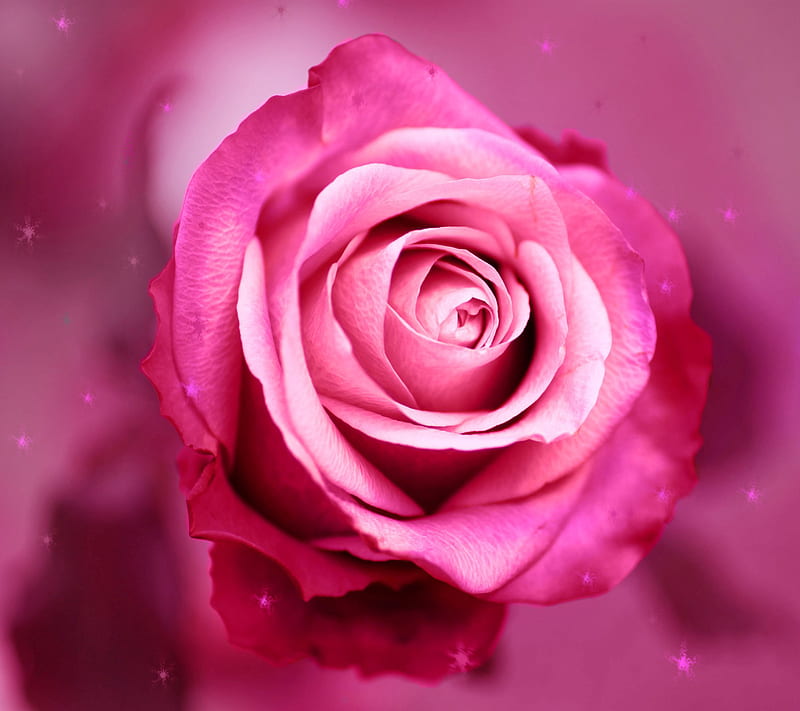 Rosa Rosada Fondo De Pantalla HD Peakpx