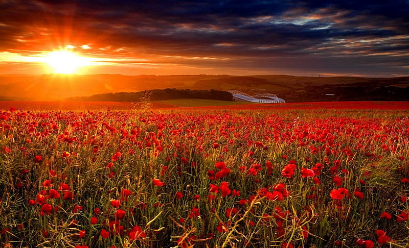 Sunset Poppy Field Pretty Glow Grass Dazzling Bonito Sunset