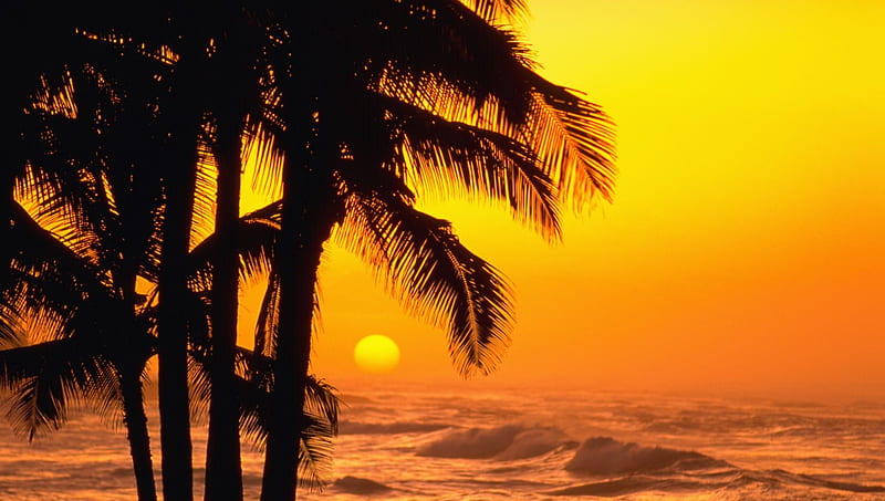 Glorious Tropical Yellow Sunset Yellow Sunset Waves Sea Palms HD