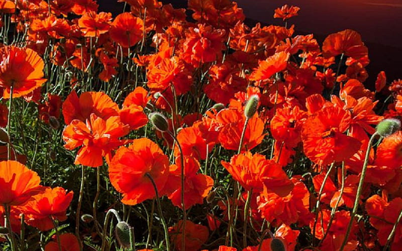 Poppy Field At Sunset Red Flowers Nature Sunset Hd Wallpaper Peakpx