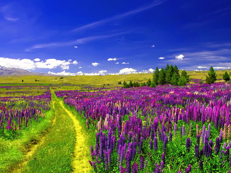 Lupine Field Under The Blue Sky Flowers Path Nature Trees Sky