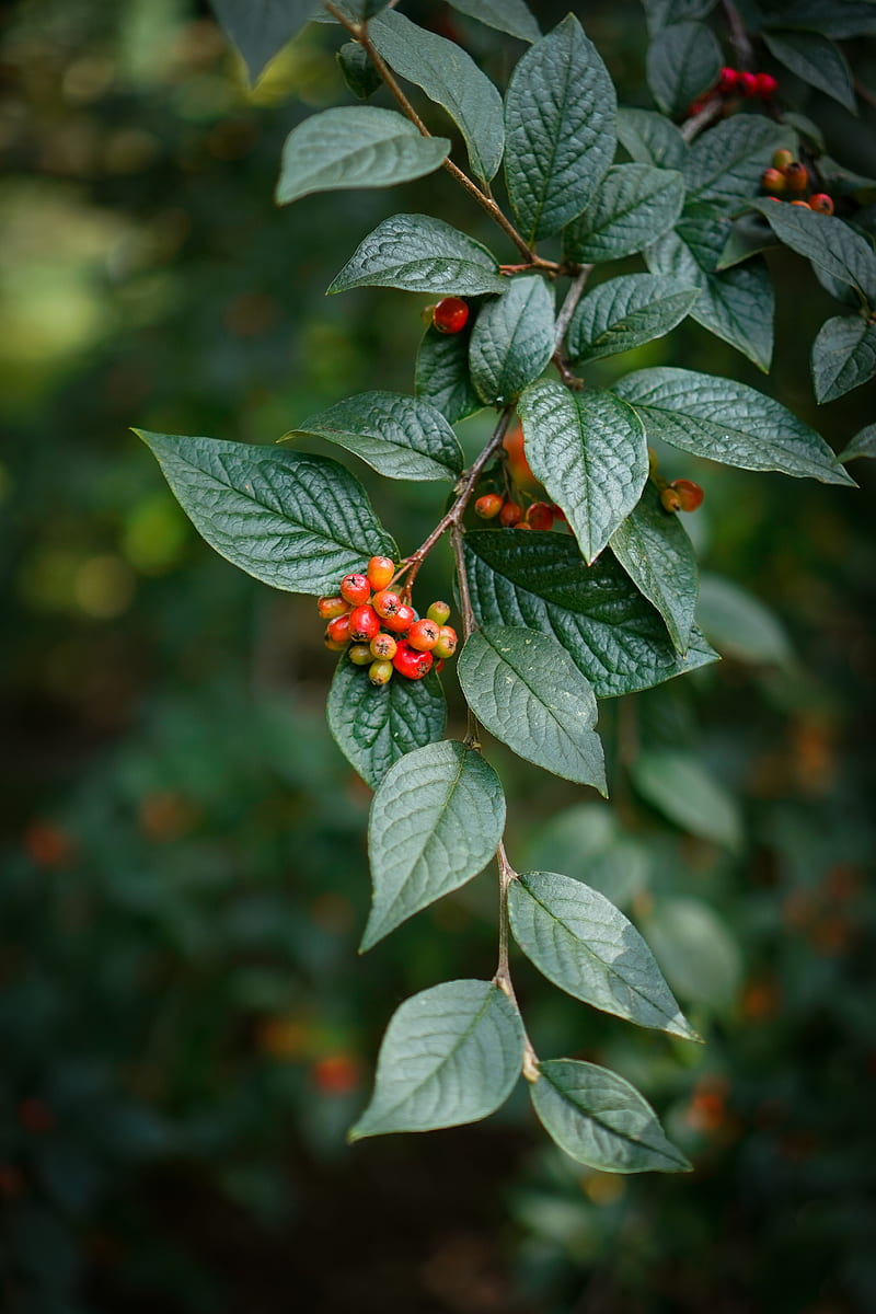 Berries Leaves Branches Macro Green Blur HD Phone Wallpaper Peakpx