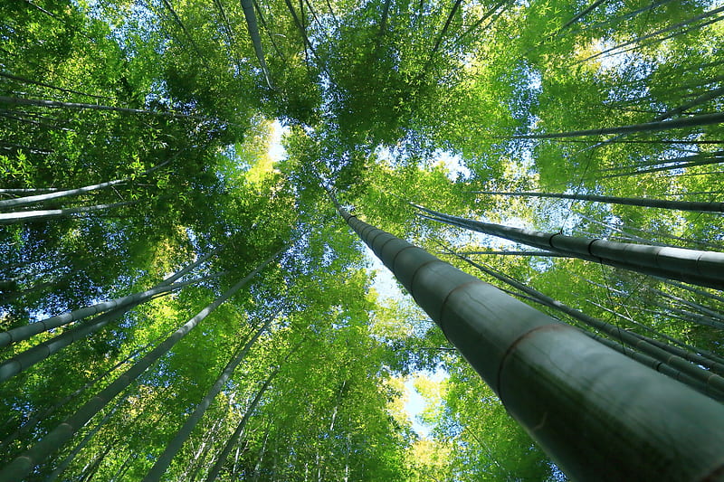 Nature Forest Earth Bamboo HD Wallpaper Peakpx