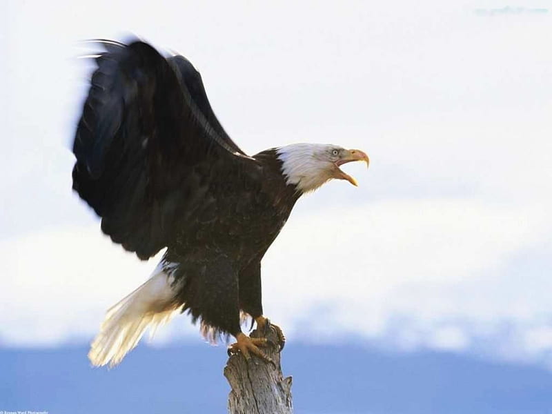 Bald Eagle Nature Landing Wings Raptor HD Wallpaper Peakpx