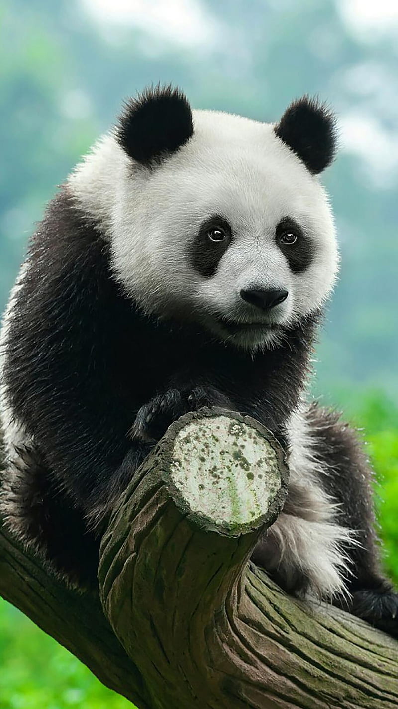 Panda Bears HD Phone Wallpaper Peakpx