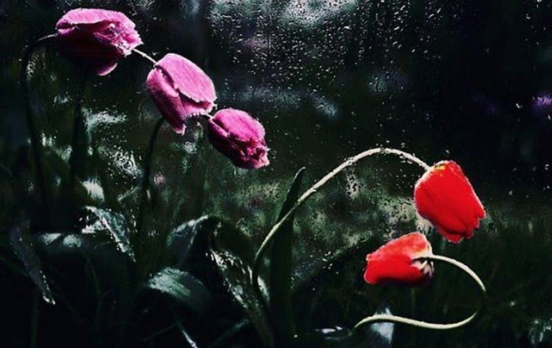 Flowers Rose Nature Rain Pink HD Wallpaper Peakpx