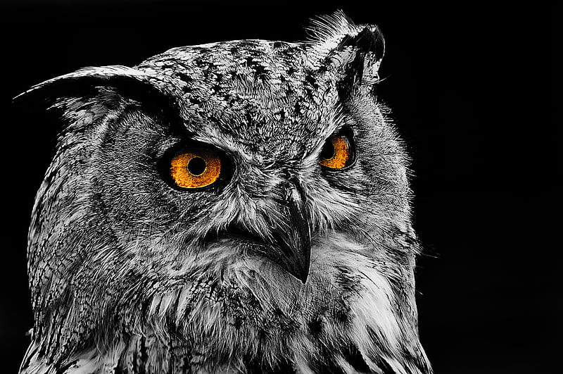 HD Wallpaper Owl 4k Windows Background Wallpaper Flare 42 OFF