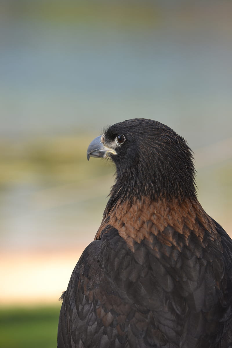 Eagle Predator Beak Feathers Hd Phone Wallpaper Peakpx