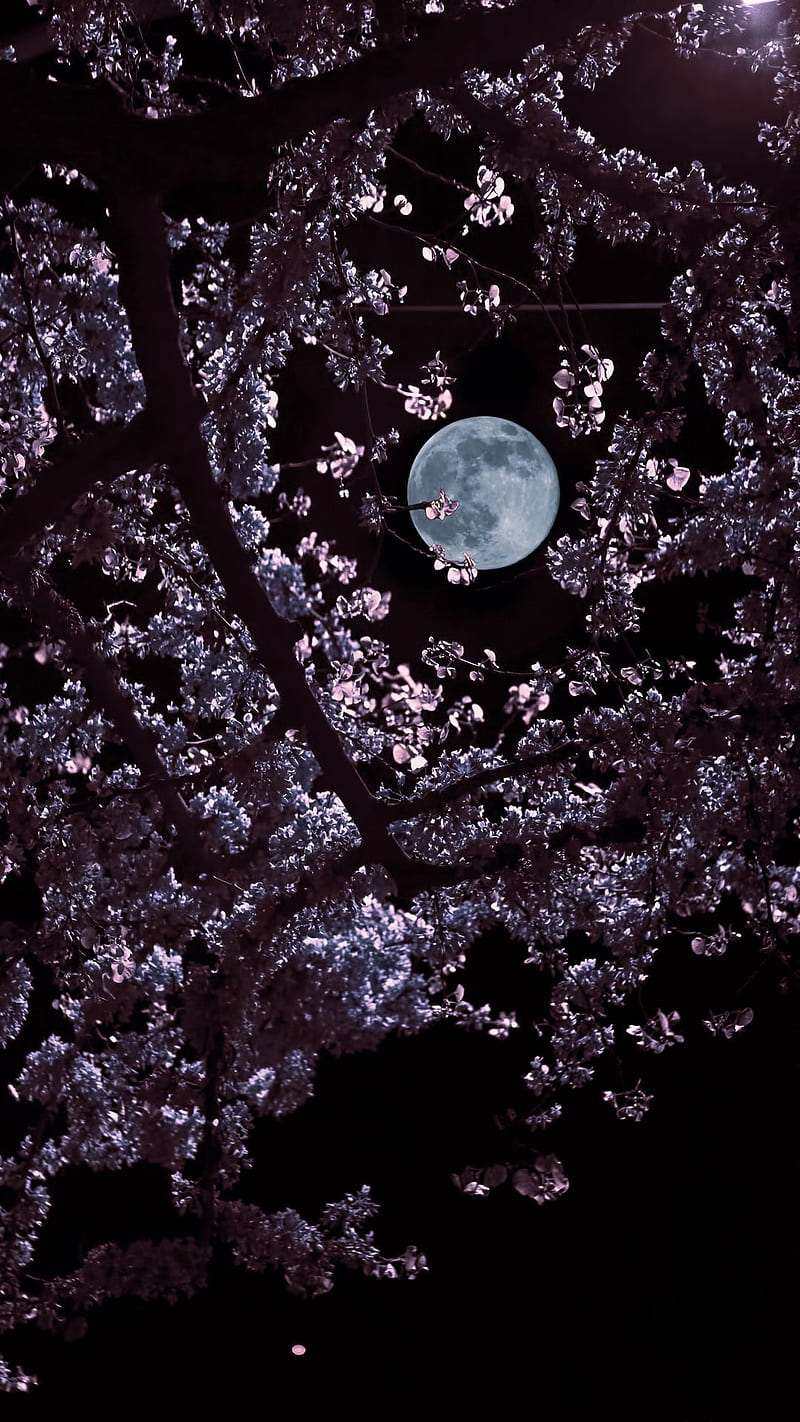 Moon Sakura Tree Night Hd Phone Wallpaper Peakpx