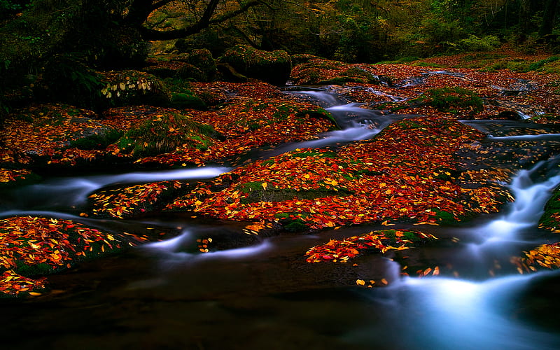 Autumn Leaves Stream Fall Colorful Autumn Grass Woods Bonito