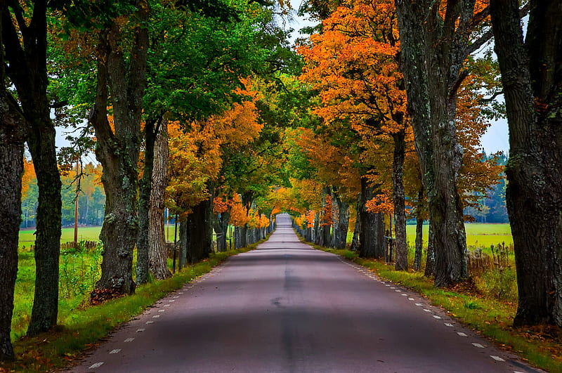 Autumn Forest Colorful Fall Colors Park Trees Leaves Autumn