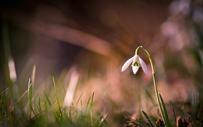 Snowdrop Close Up Flower Flowers Nature Snowdrops Hd Wallpaper