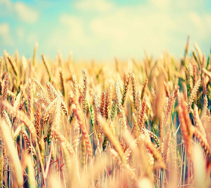 Wheat Field Colors Wheat Nature View HD Wallpaper Peakpx