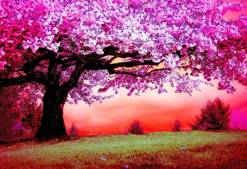 Pink Tree Blossoms Art Digital Landscape HD Wallpaper Peakpx