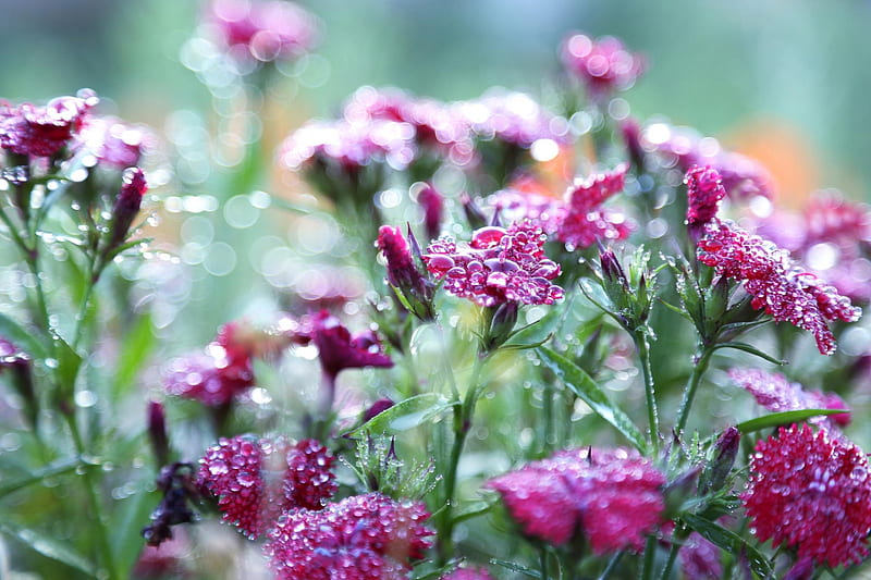 Spring Lovely Bonito Cute Green Flower Flowers Nature Pink HD