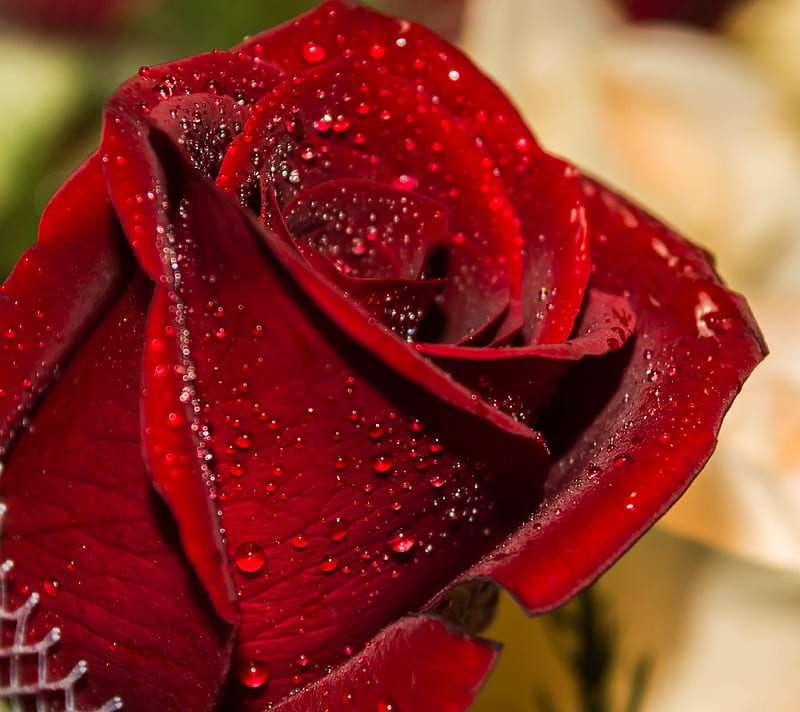 Red Rose Flower Hd Wallpaper Peakpx