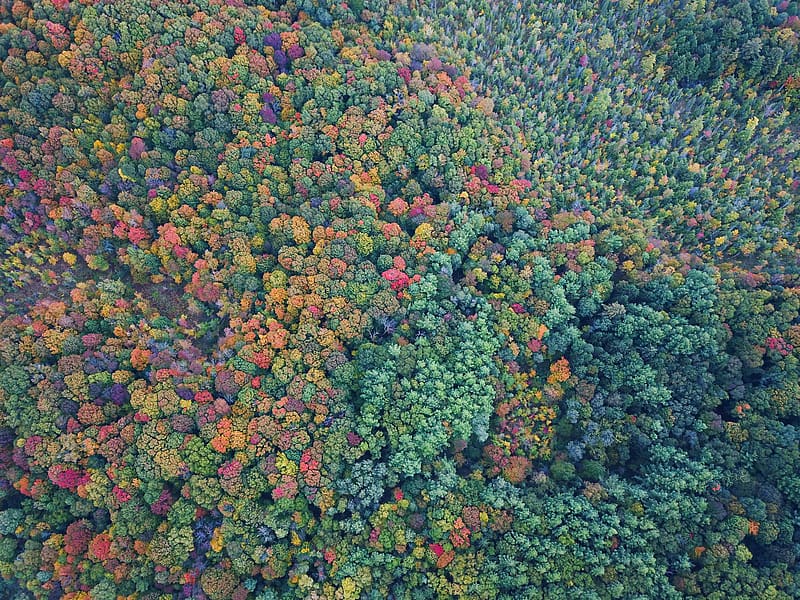 Trees Forest Aerial View Colorful Nature HD Wallpaper Peakpx