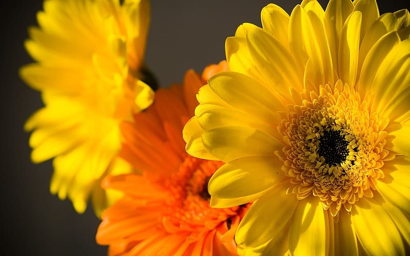 Flowers Flower Gerbera Hd Wallpaper Peakpx