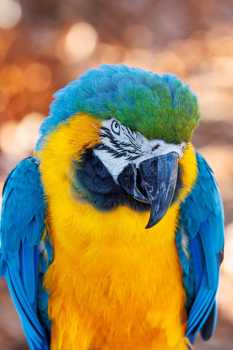 Macaw Parrot Bird Beak Hd Phone Wallpaper Peakpx